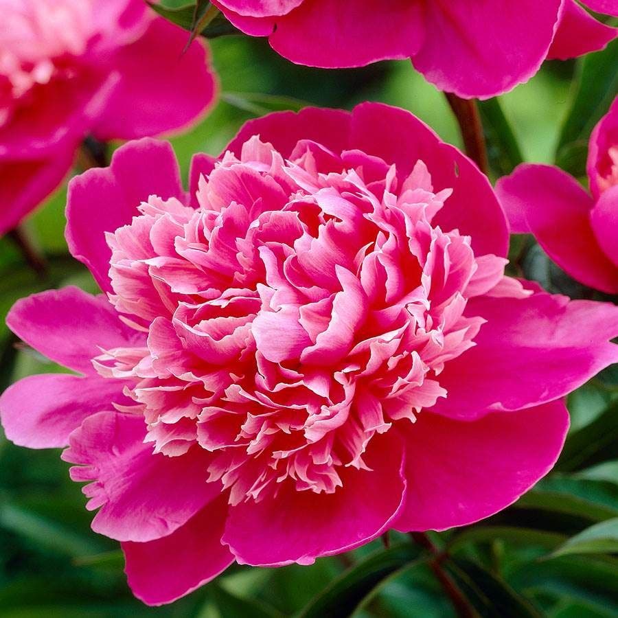 'Madame Emile Debatane' Peony