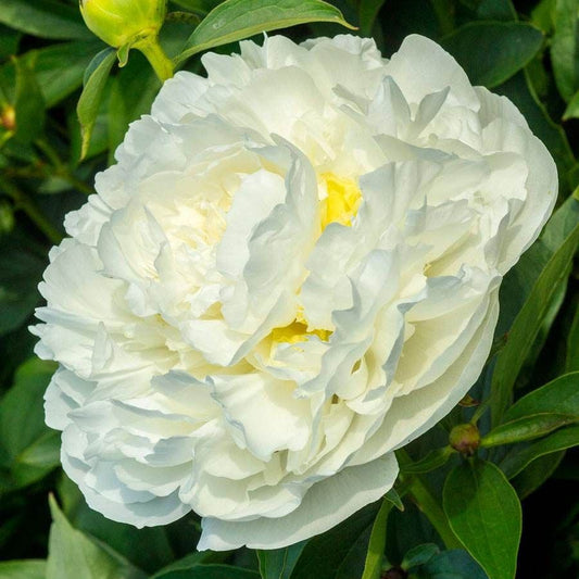 'Duchesse de Nemours'  Peony