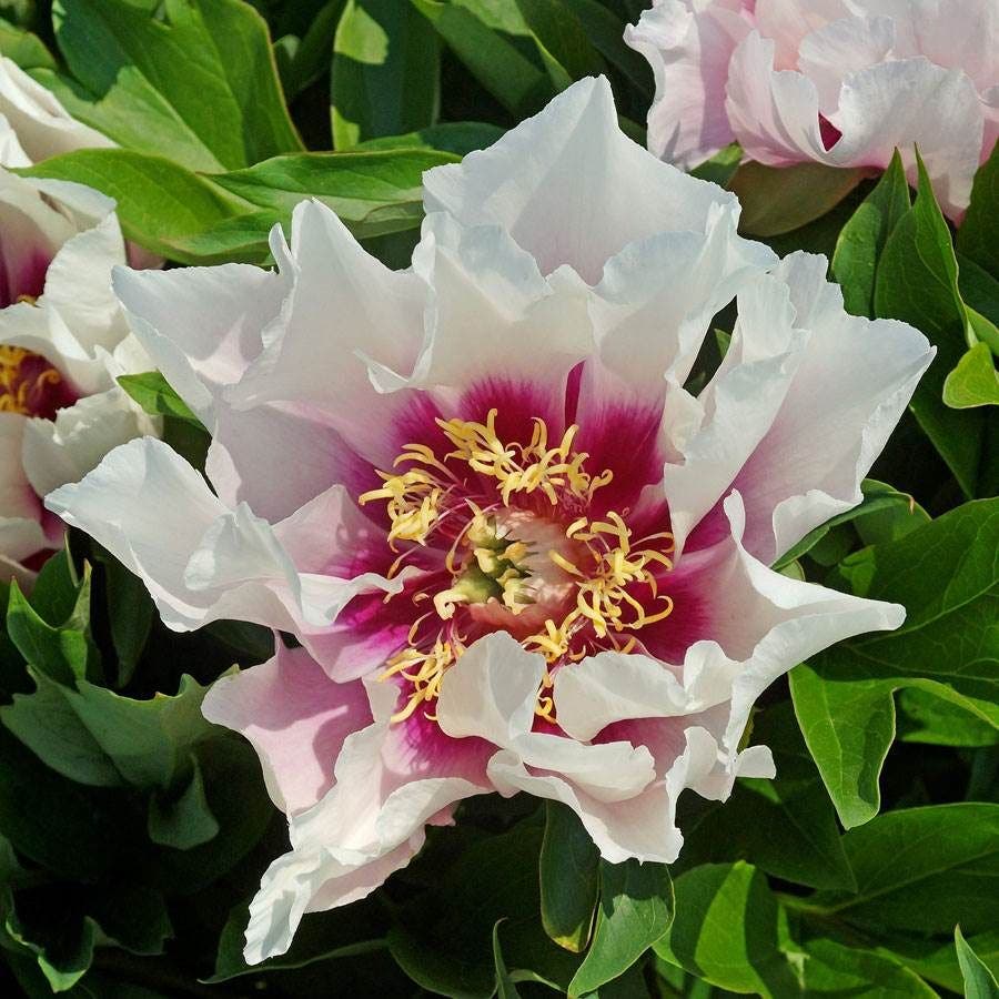 'Cora Louise'  Peony Itoh