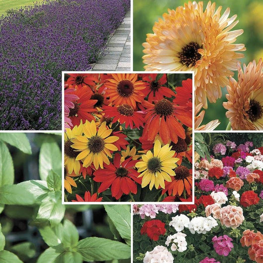 Park's Natural Remedies Seed Collection