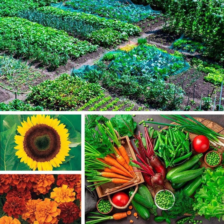 vegetable plant seed Park Seed Ultimate Garden Seed Collection