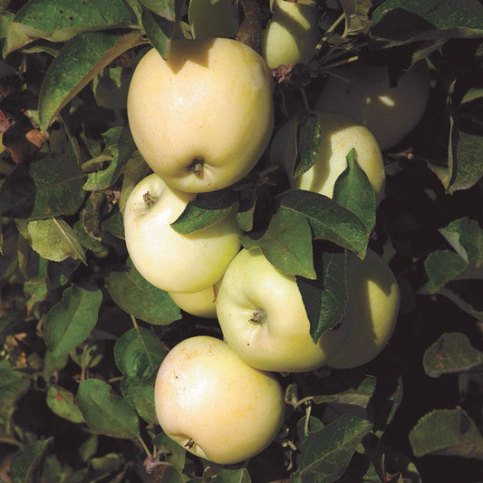 Malus White Icicle™ Columnar Apple