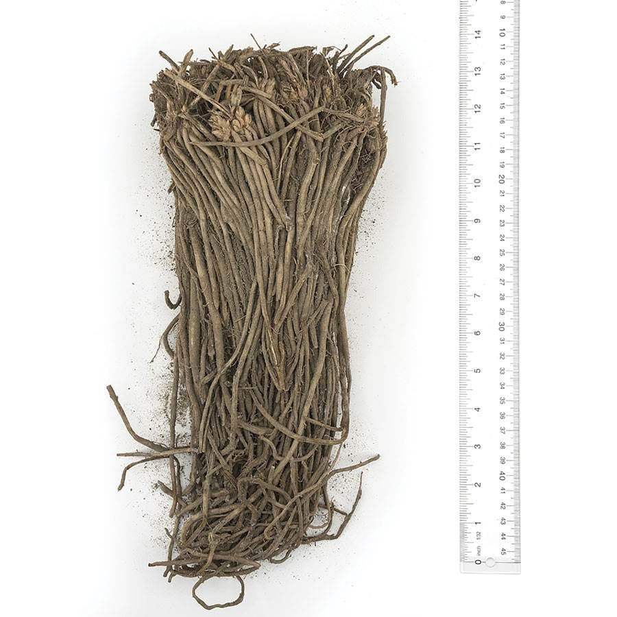 Asparagus Millenium