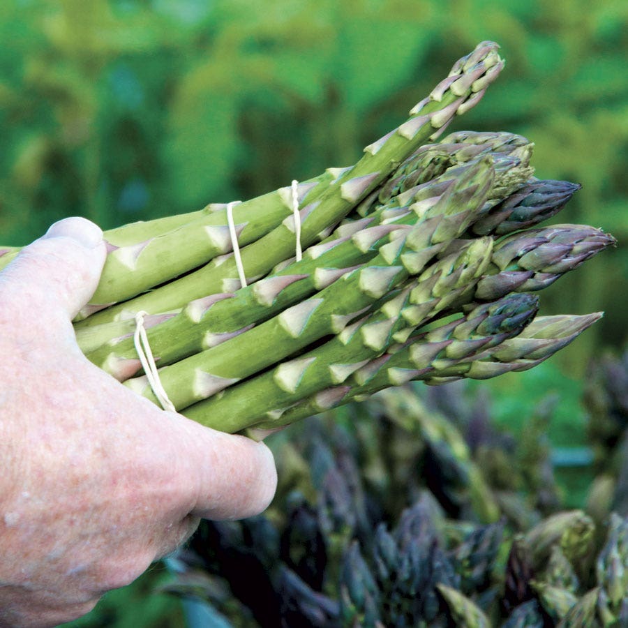 plant asparagus seeds Asparagus 'Mary Washington' – Park Seed