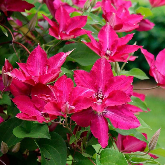 Clematis 'Viva Polonia'
