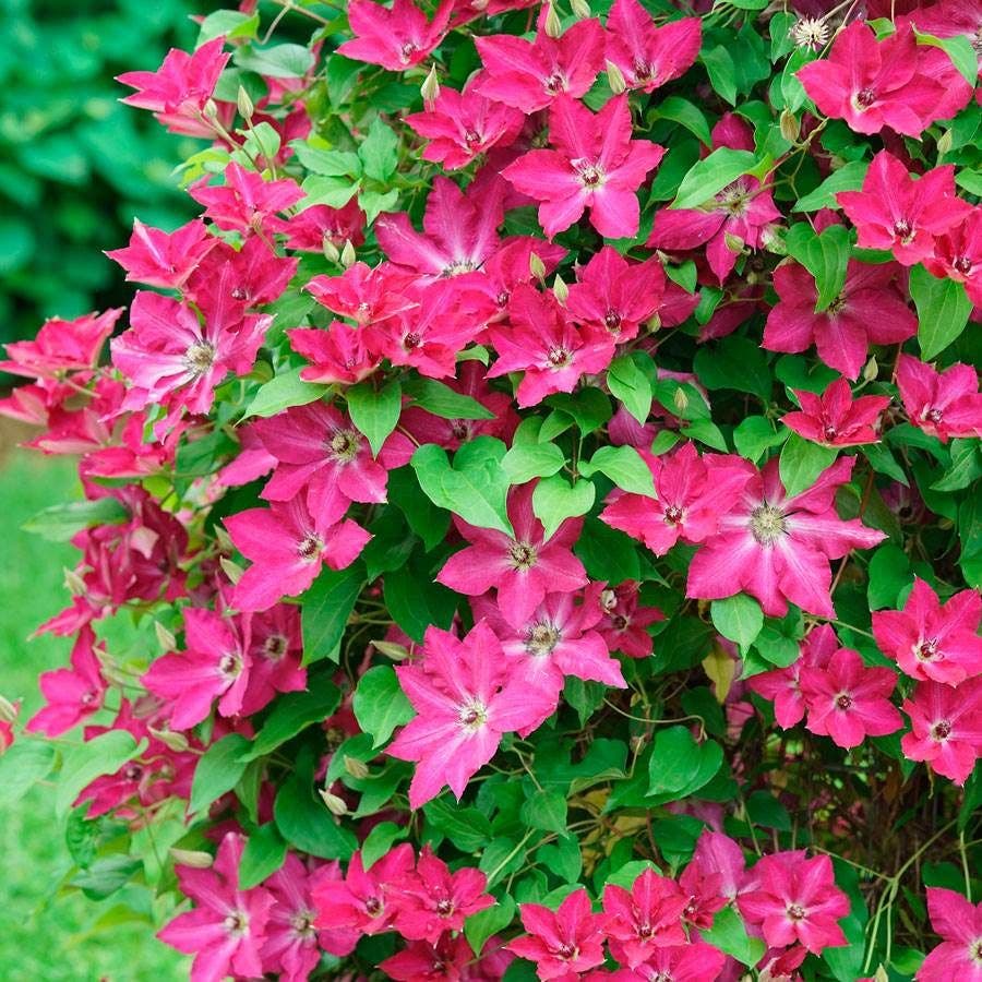 Clematis 'Viva Polonia'
