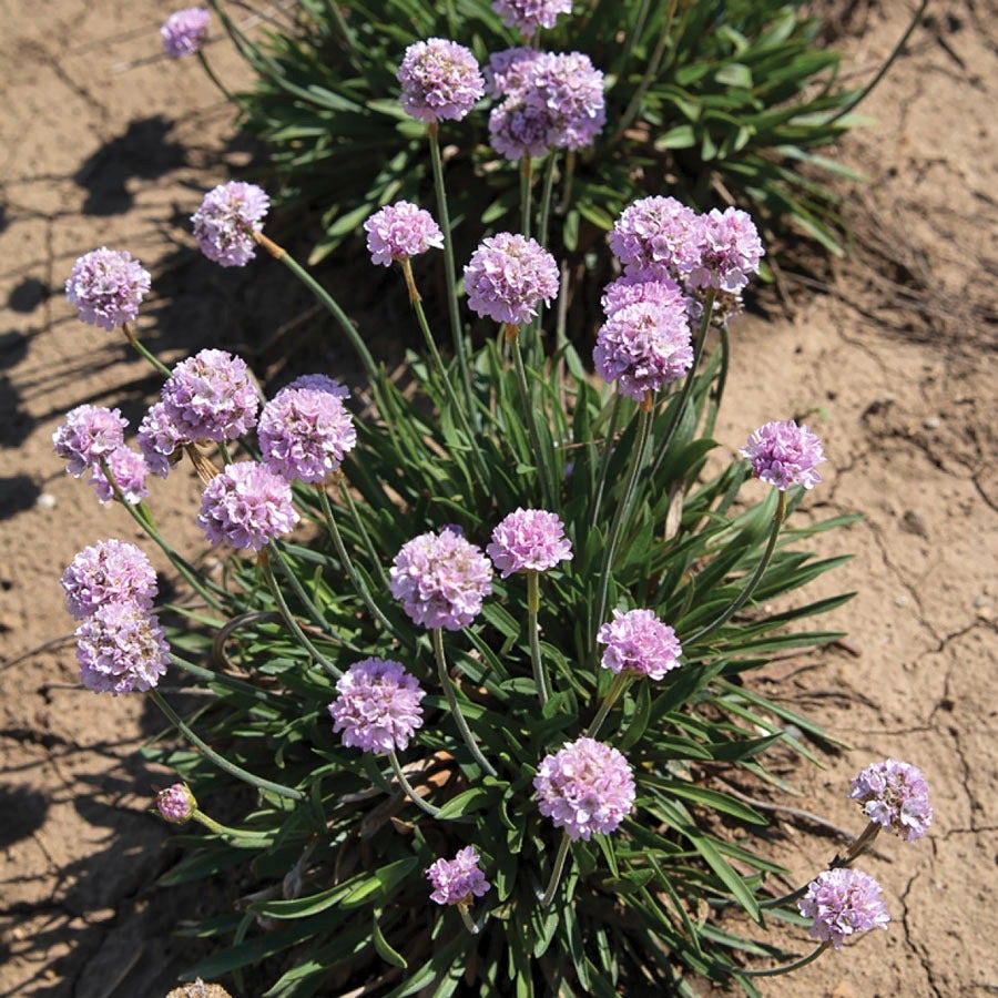 Armeria Dreameria® 'Sweet Dreams'