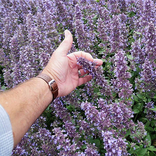 Nepeta Whispurr™ Blue
