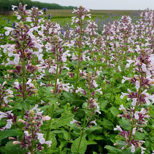 Nepeta Whispurr™ Pink