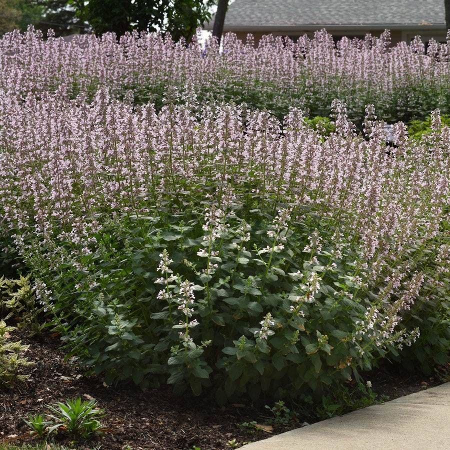 Nepeta Whispurr™ Pink