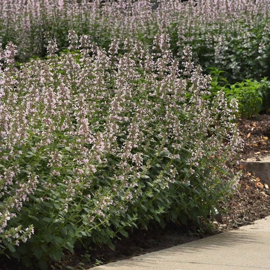 Nepeta Whispurr™ Pink
