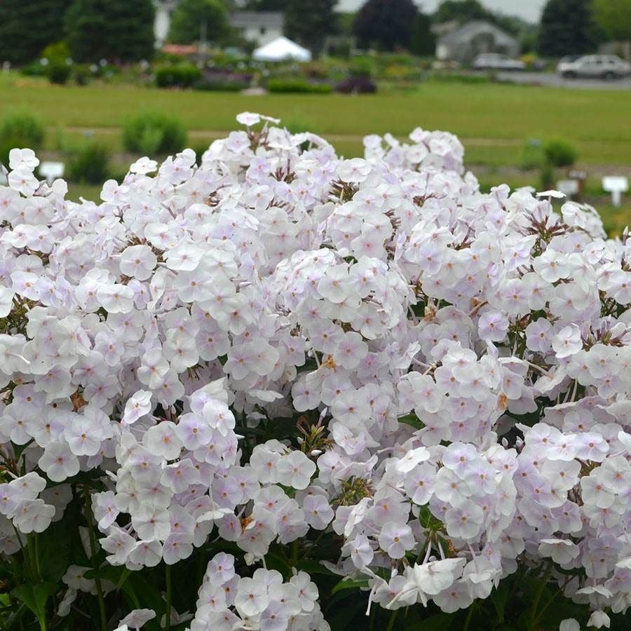 Phlox 'Fashionably Early Crystal'