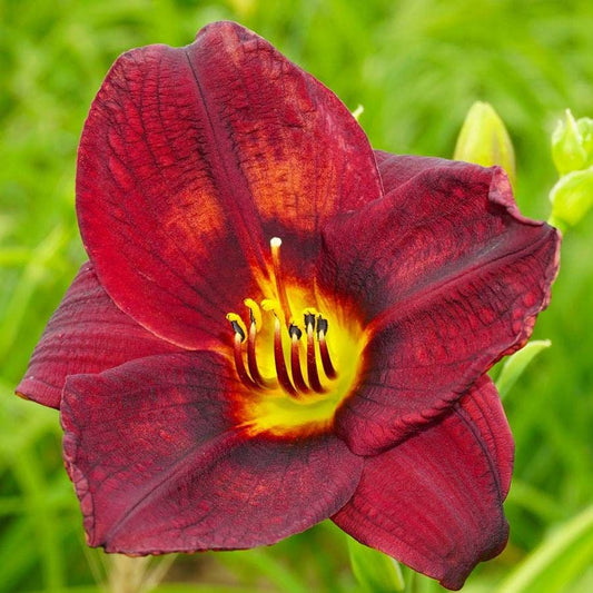 Hemerocallis 'Prelude to Love'