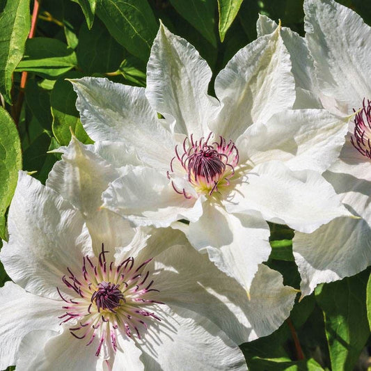 Clematis 'Henryi'