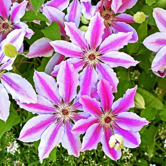 Clematis Nelly Moser