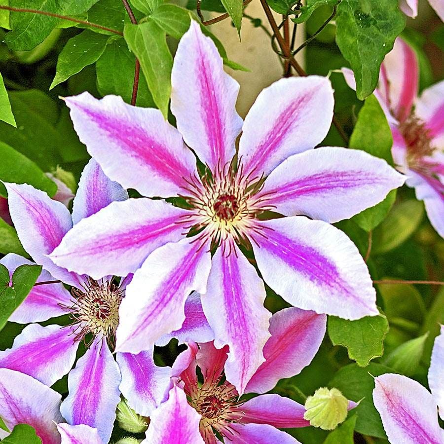 Clematis Nelly Moser