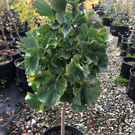 Ginkgo 'Troll' Topiary