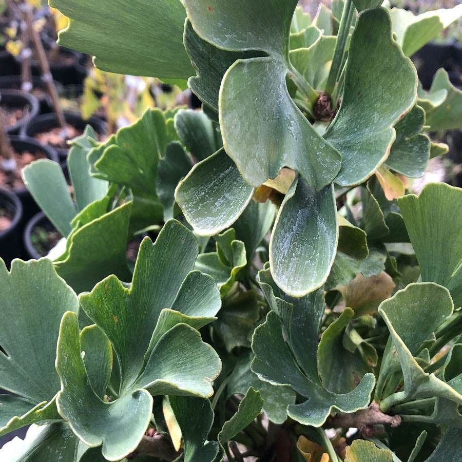 Ginkgo 'Troll' Topiary