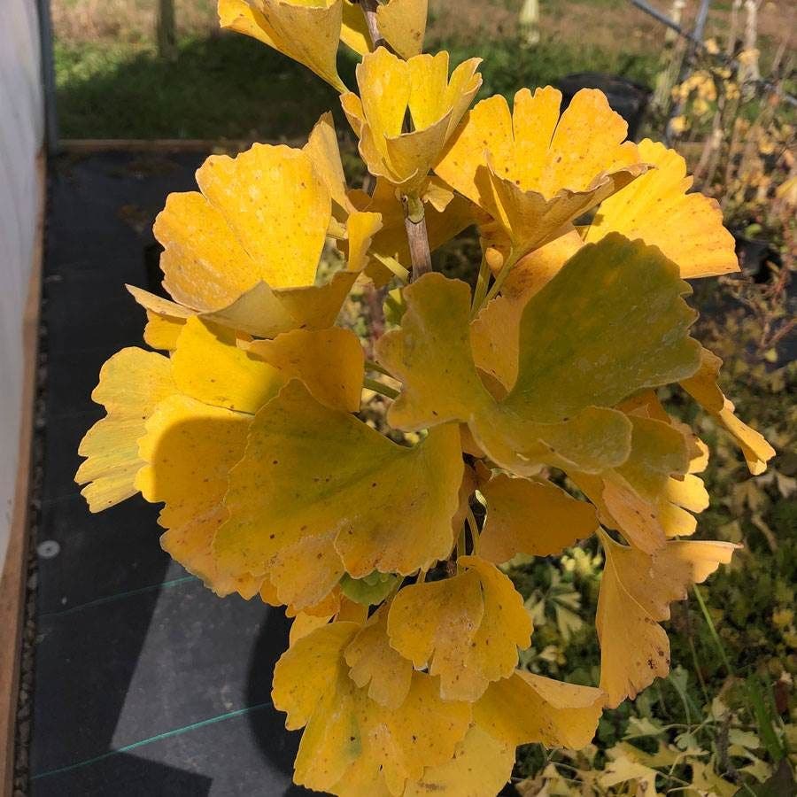 Ginkgo 'Troll' Topiary