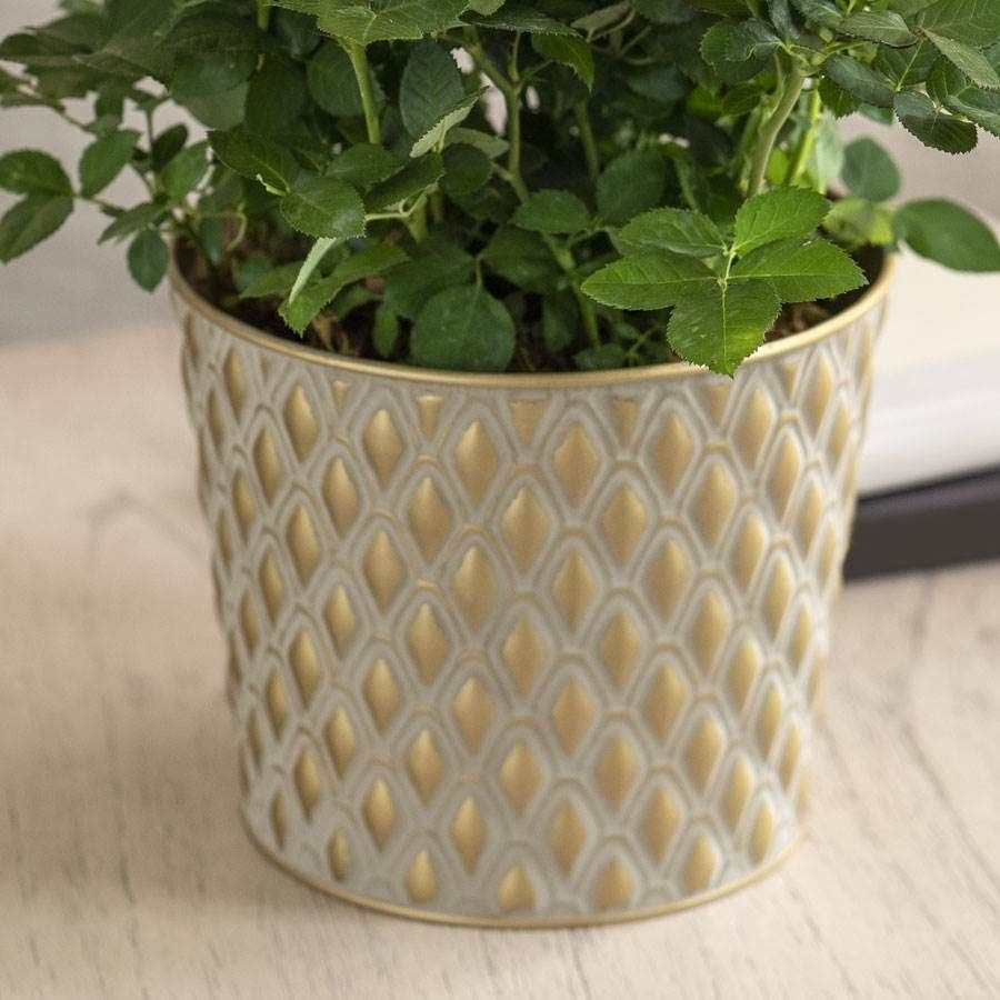 Red Rose Gift Plant
