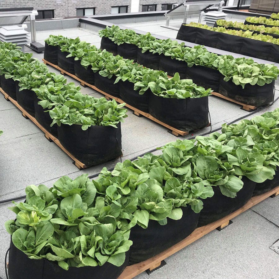 Smart Pot® Raised Bed Fabric Planter (8-Foot)