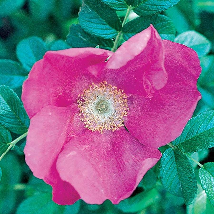 rugosa rose seeds Rosa Rugosa Rugosa Rose – Park Seed