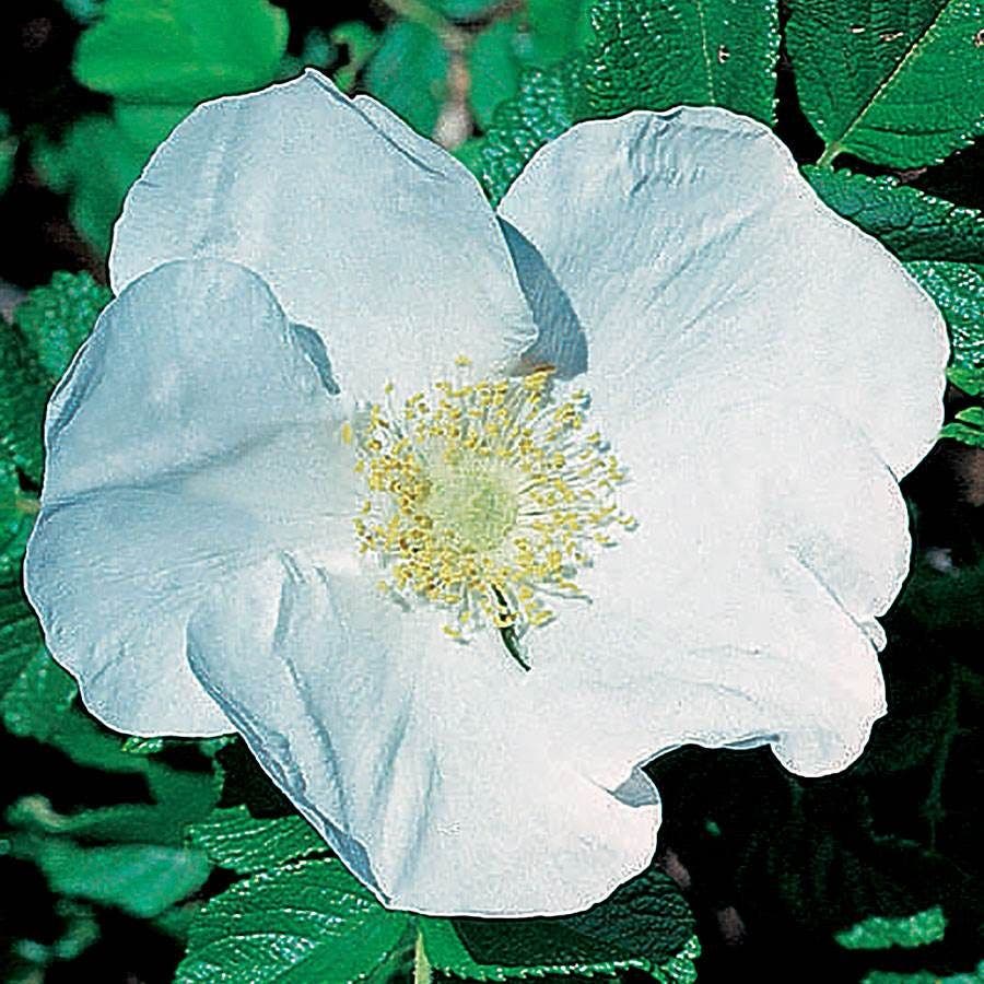 rugosa rose seeds Rosa Rugosa Alba Rugosa Rose – Park Seed