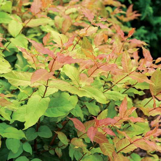 Diervilla Kodiak® Fresh™