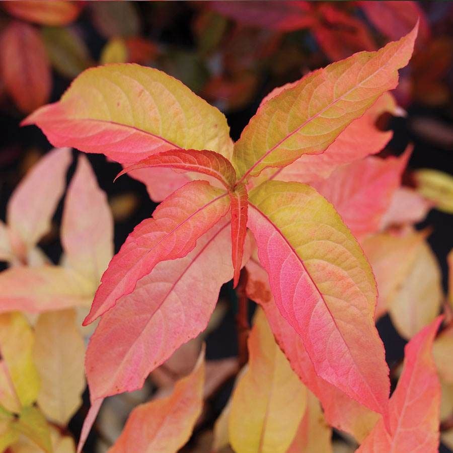 Diervilla Kodiak® Orange