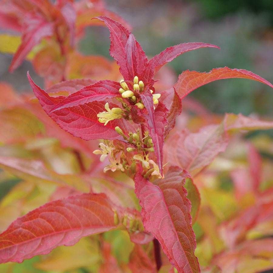 Diervilla Kodiak® Orange