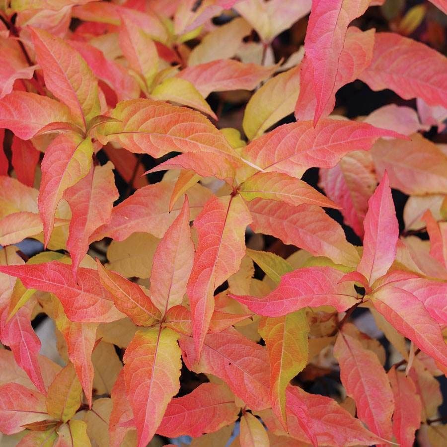 Diervilla Kodiak® Orange