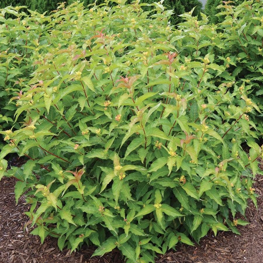 Diervilla Kodiak® Orange