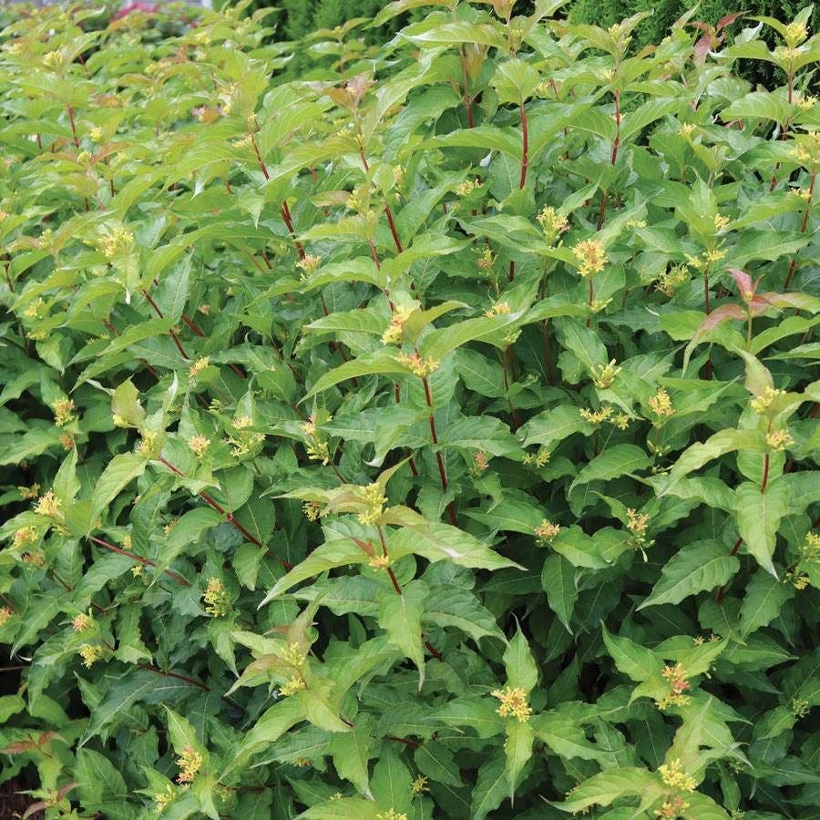Diervilla Kodiak® Orange