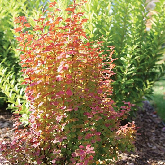 Berberis Sunjoy Orange Pillar™