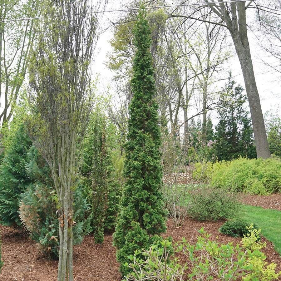 Thuja Sting™ Arborvitae