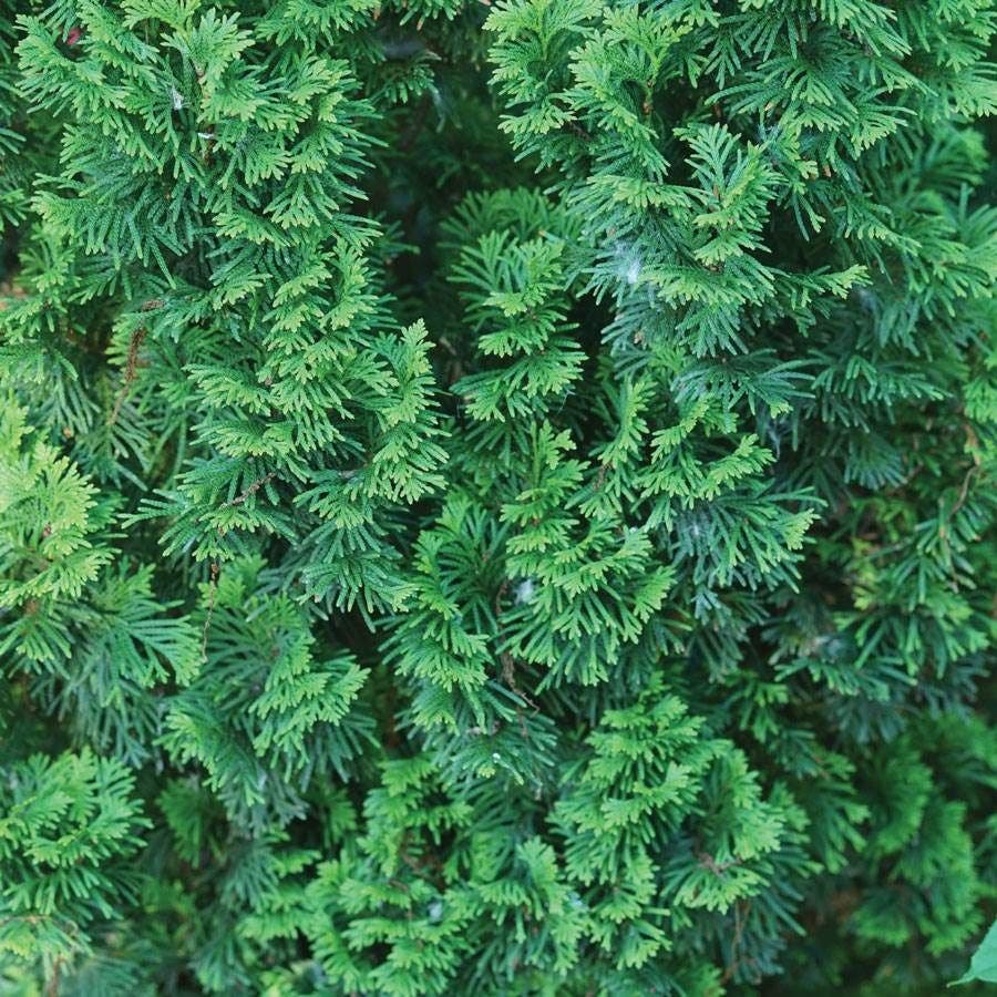 Thuja Sting™ Arborvitae