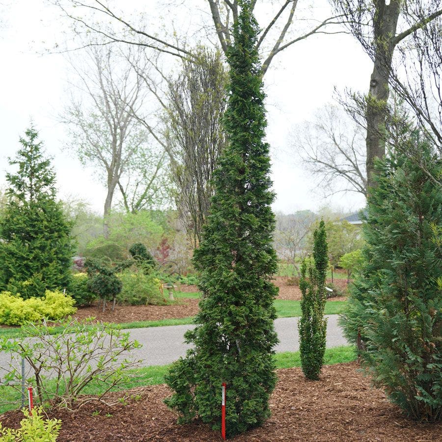 Thuja Sting™ Arborvitae