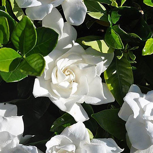 Gardenia Summer Snow®