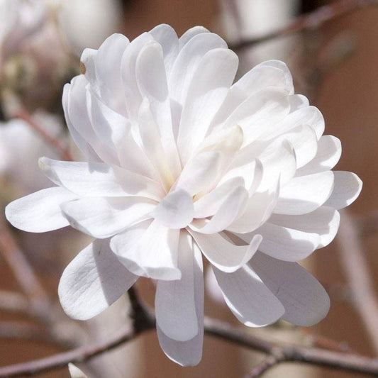 Magnolia 'Centennial Blush'