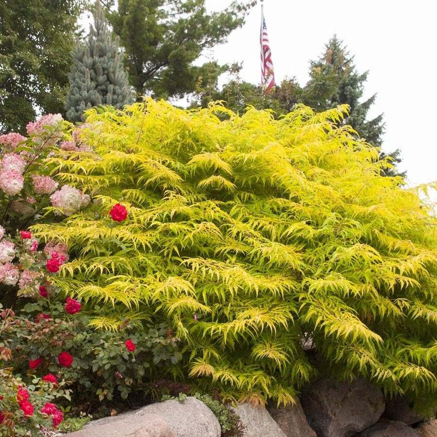 Rhus Tiger Eyes® Sumac