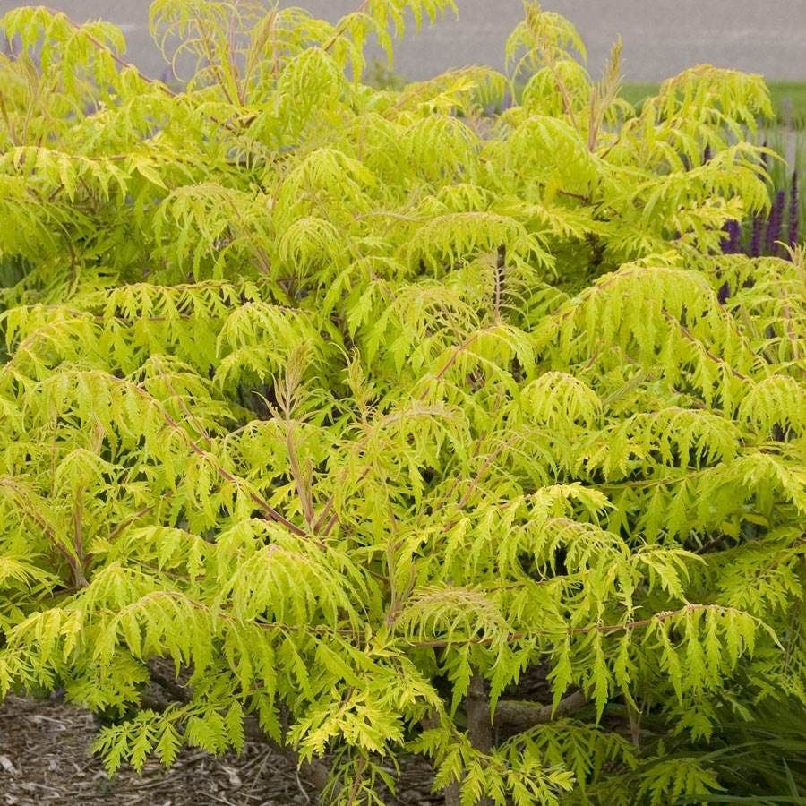 Rhus Tiger Eyes® Sumac