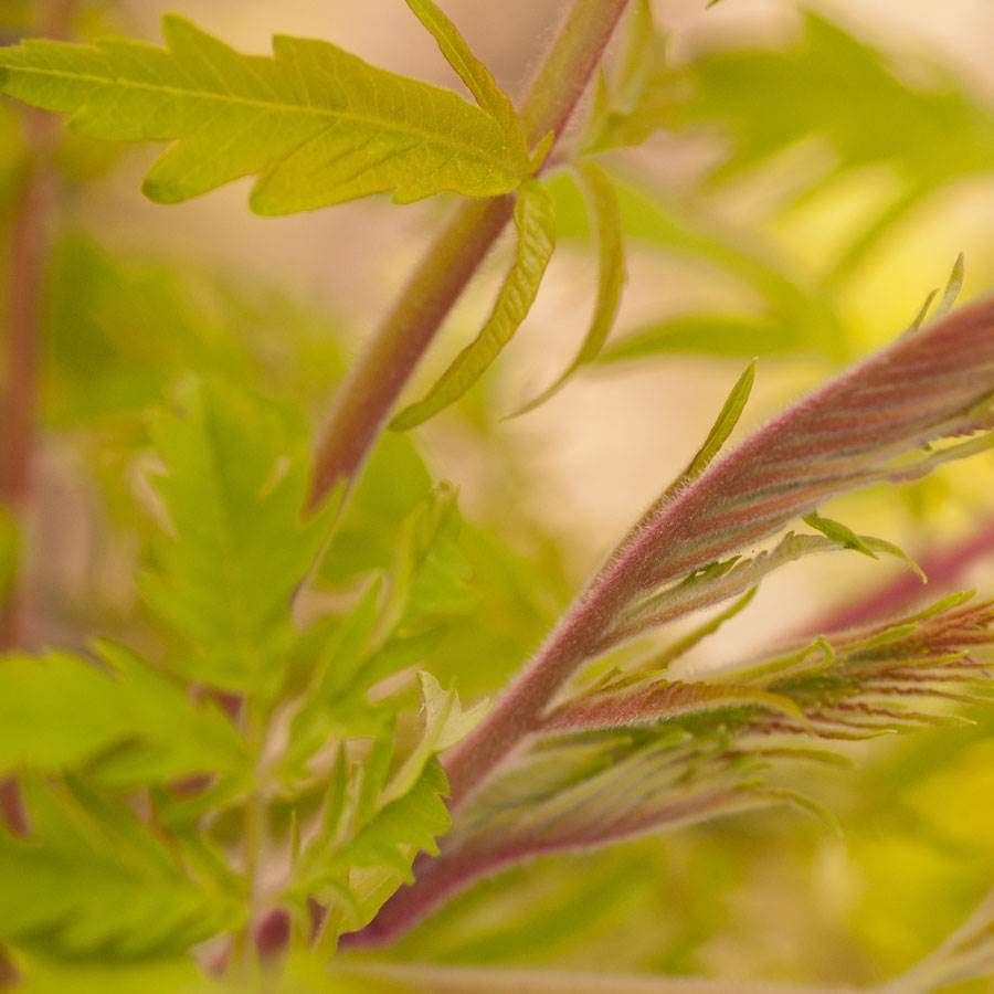Rhus Tiger Eyes® Sumac