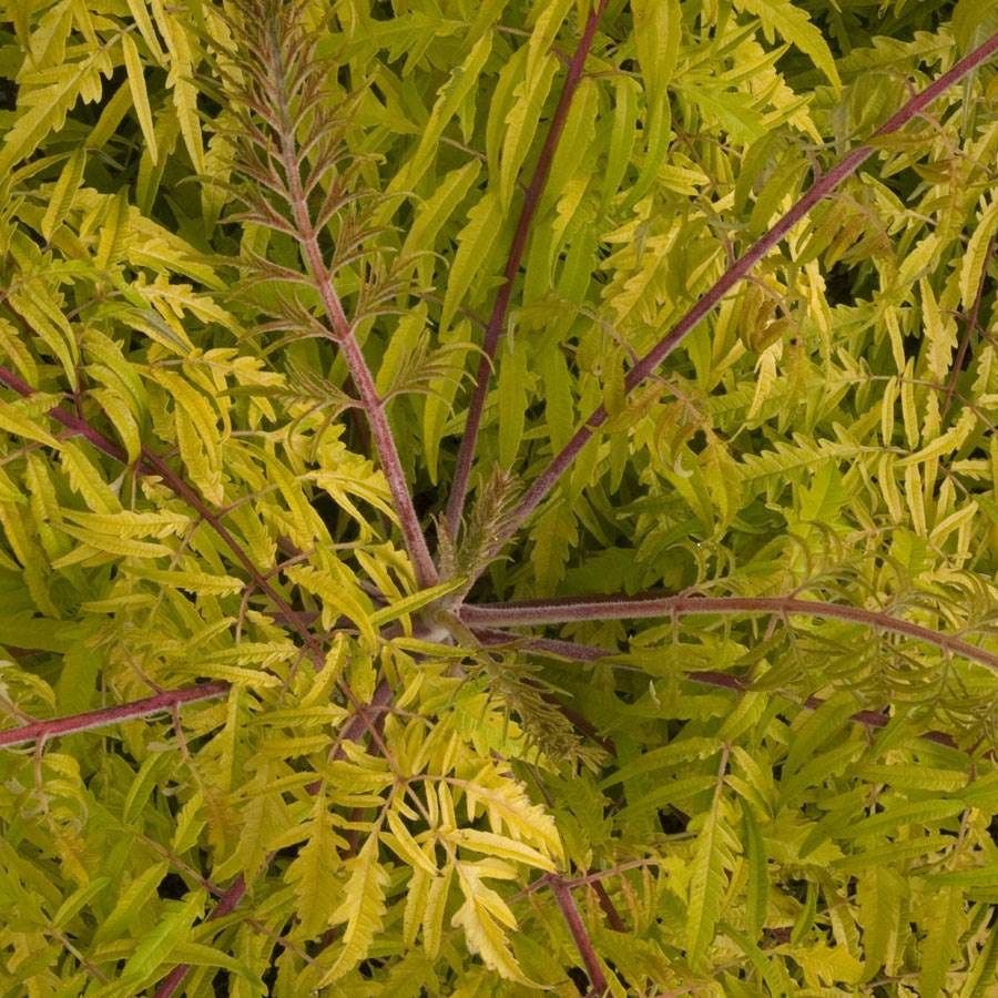 Rhus Tiger Eyes® Sumac