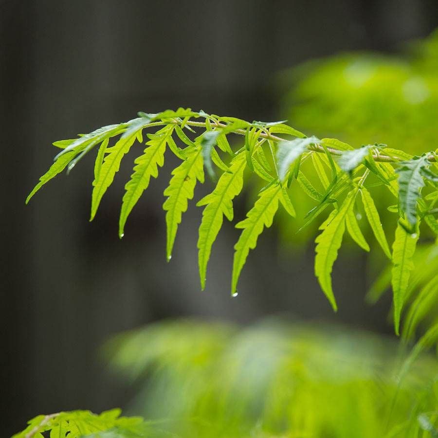 Rhus Tiger Eyes® Sumac