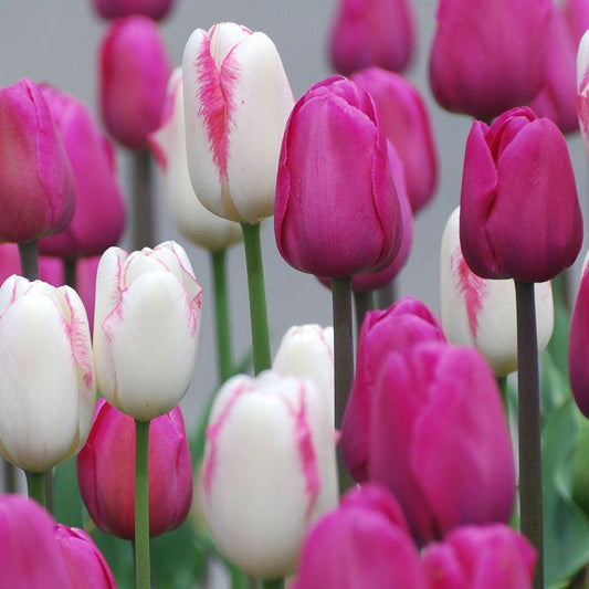 Boysenberry Delight Tulip Bulb Blend