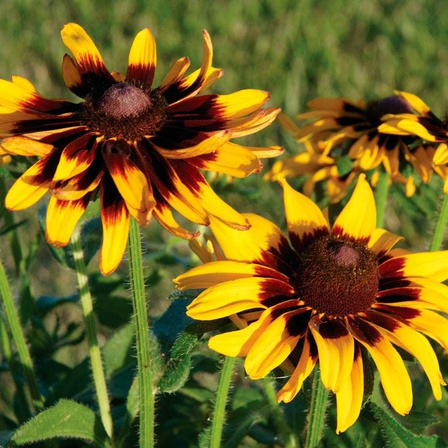 elephant ear rudbeckia plant Rudbeckia 'Denver Daisy'