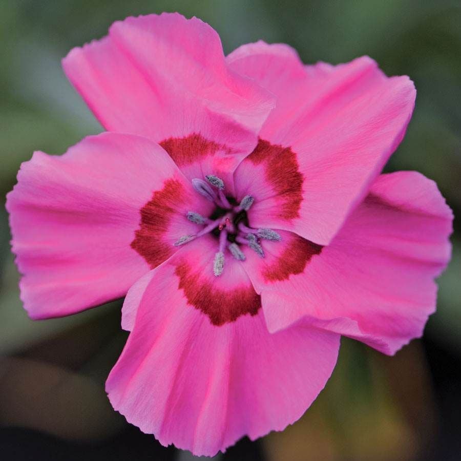 Dianthus American Pie® Bumbleberry Pie