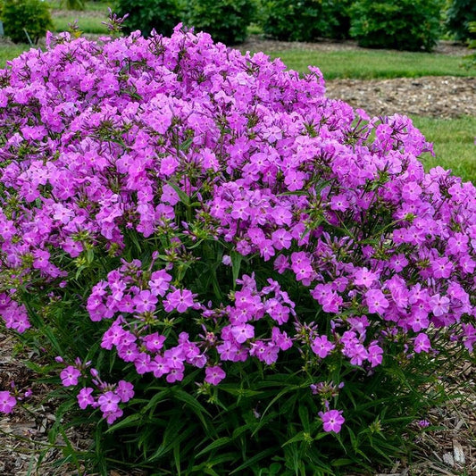 Phlox 'Opening Act Romance'