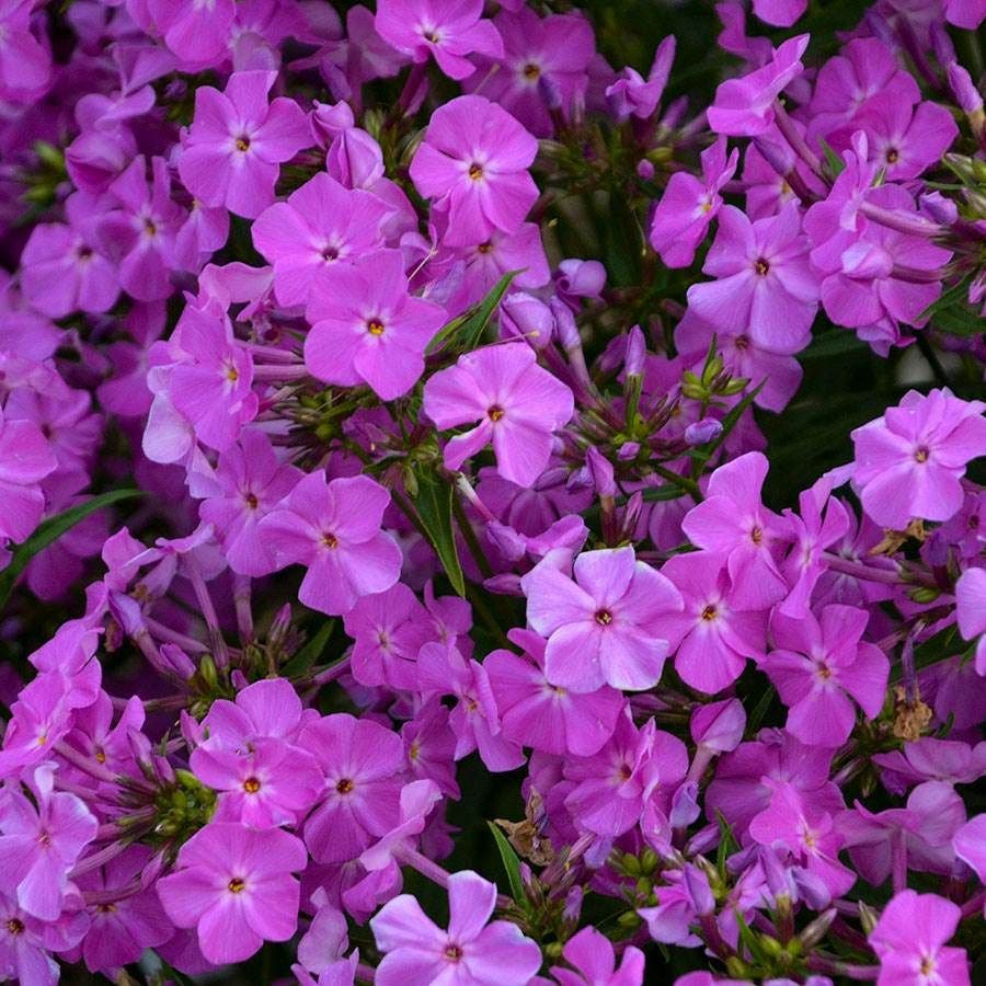 Phlox 'Opening Act Romance'