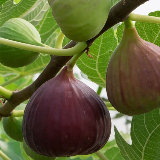 Ficus 'Little Ruby' Fig